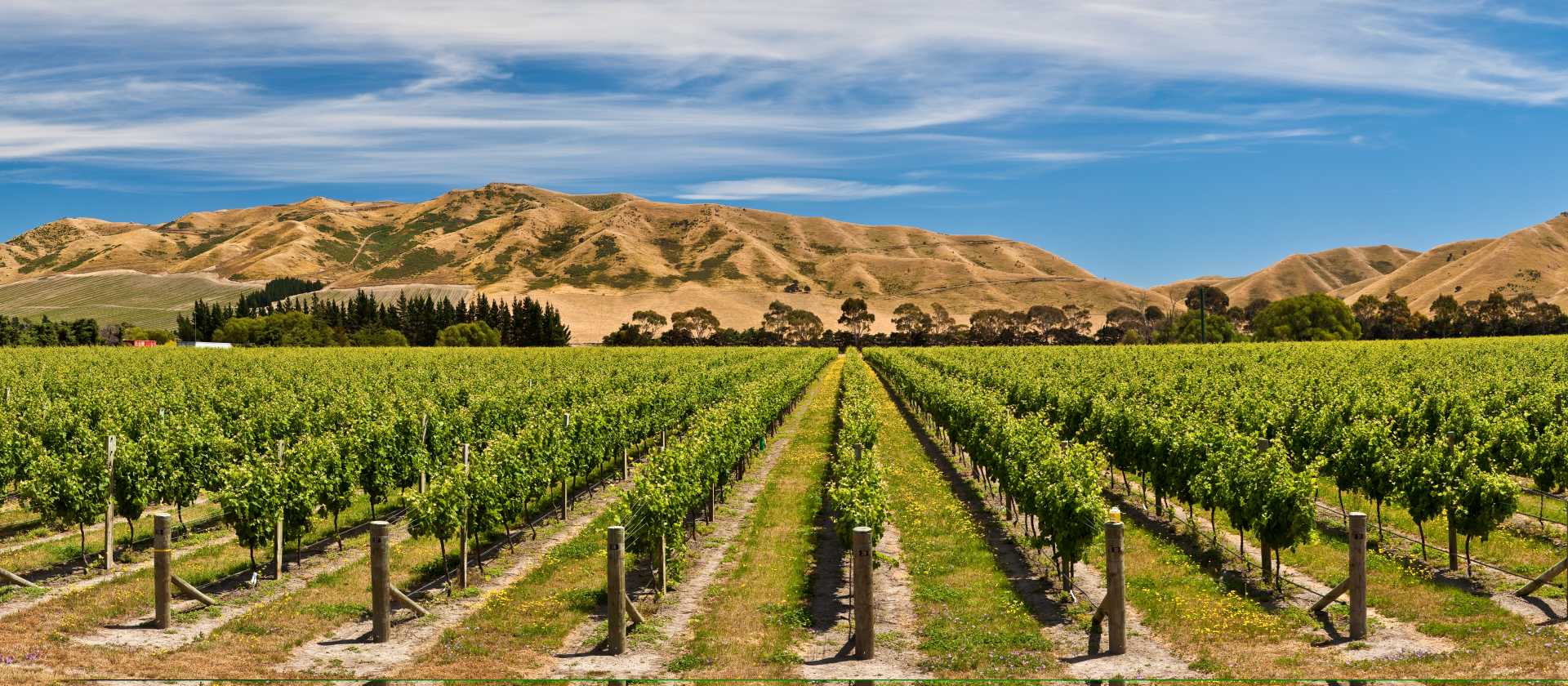 Panorama of Awatere vineyards | Colin Monteath
