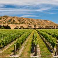 Panorama of Awatere vineyards | Colin Monteath