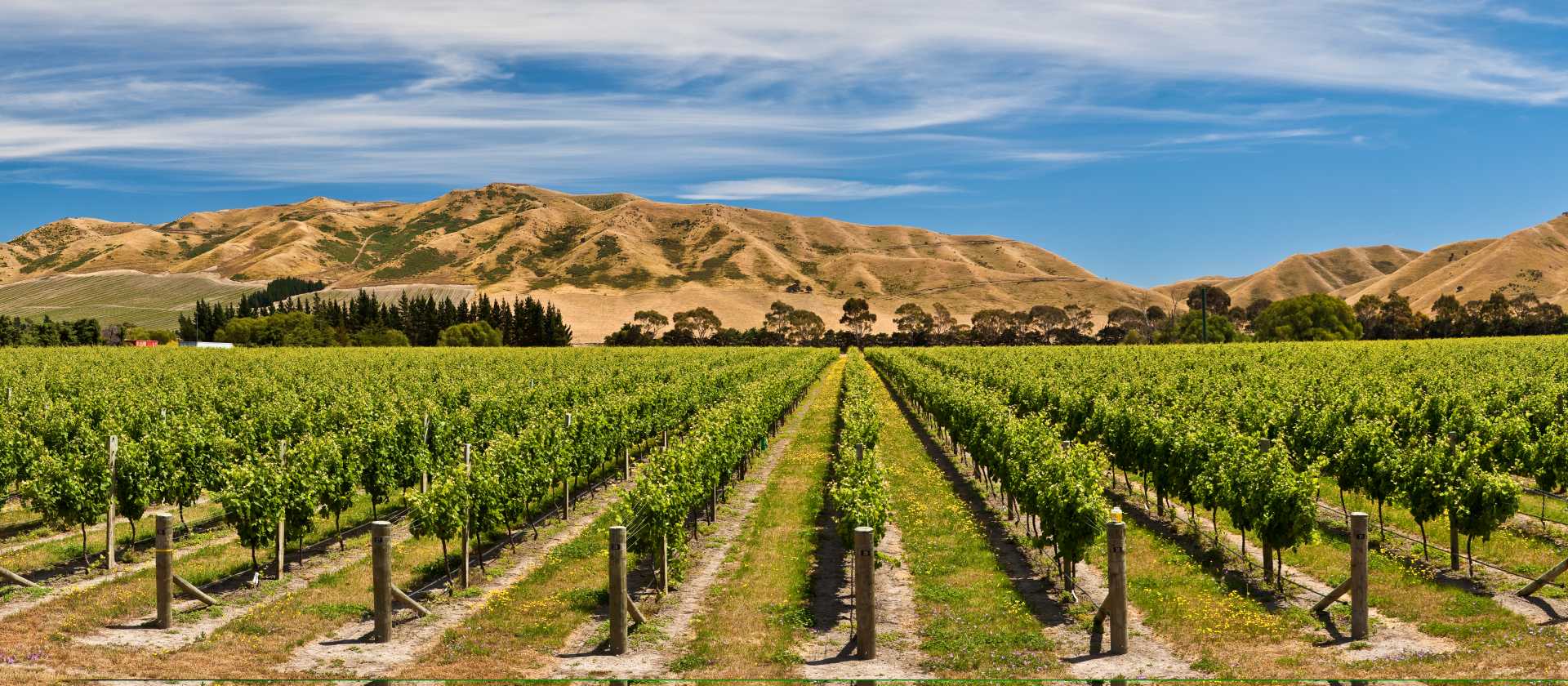 Panorama of Awatere vineyards | Colin Monteath
