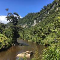 Experience lush west coast bush with a walk through the Pororari River Gorge | Sandra Appleby
