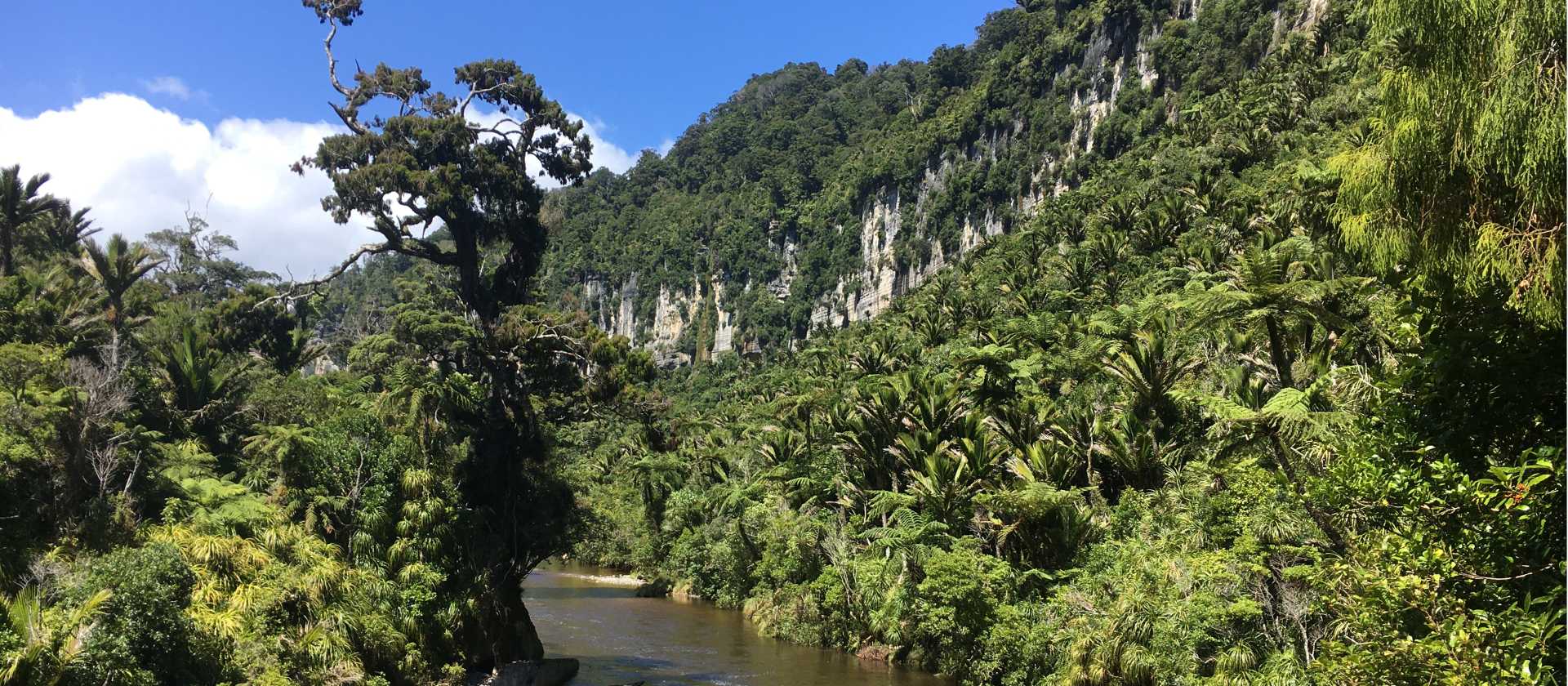Experience lush west coast bush with a walk through the Pororari River Gorge | Sandra Appleby