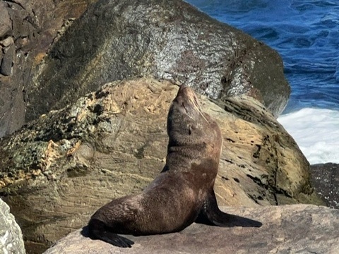 Spotting seals basking in the sun |  <i>Laurie M</i>