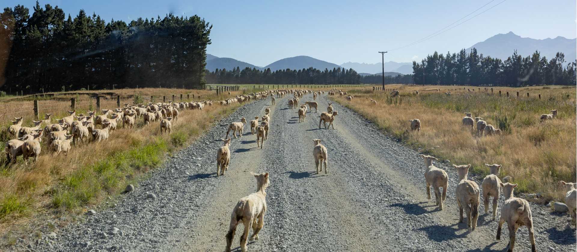 Making new friends with the most populous locals in Aotearoa New Zealand: Sheep! On the road to Mavora Lakes. | Izzi Barton