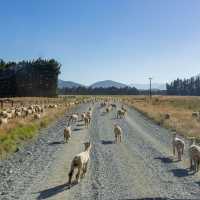 Making new friends with the most populous locals in Aotearoa New Zealand: Sheep! On the road to Mavora Lakes. | Izzi Barton