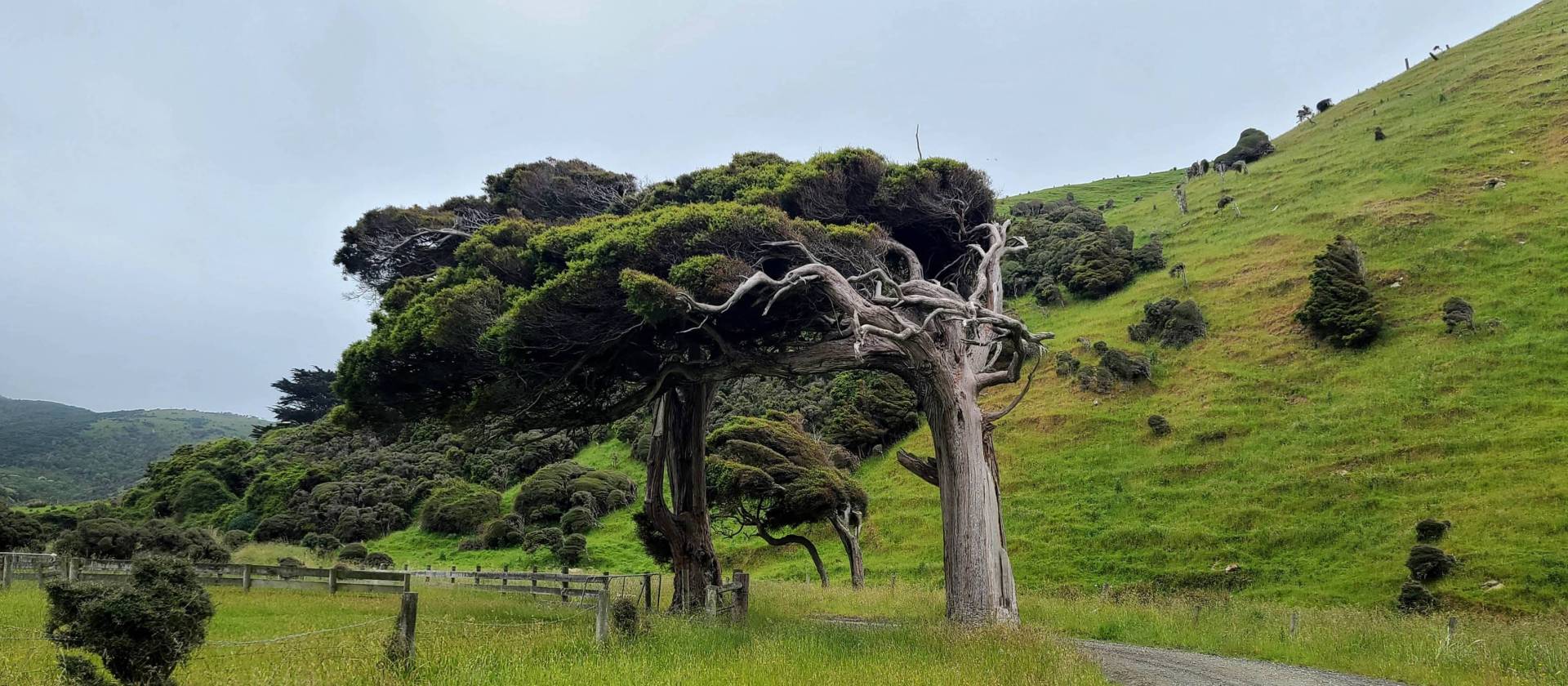 Southland prevailing wind! | Annie Lowerson