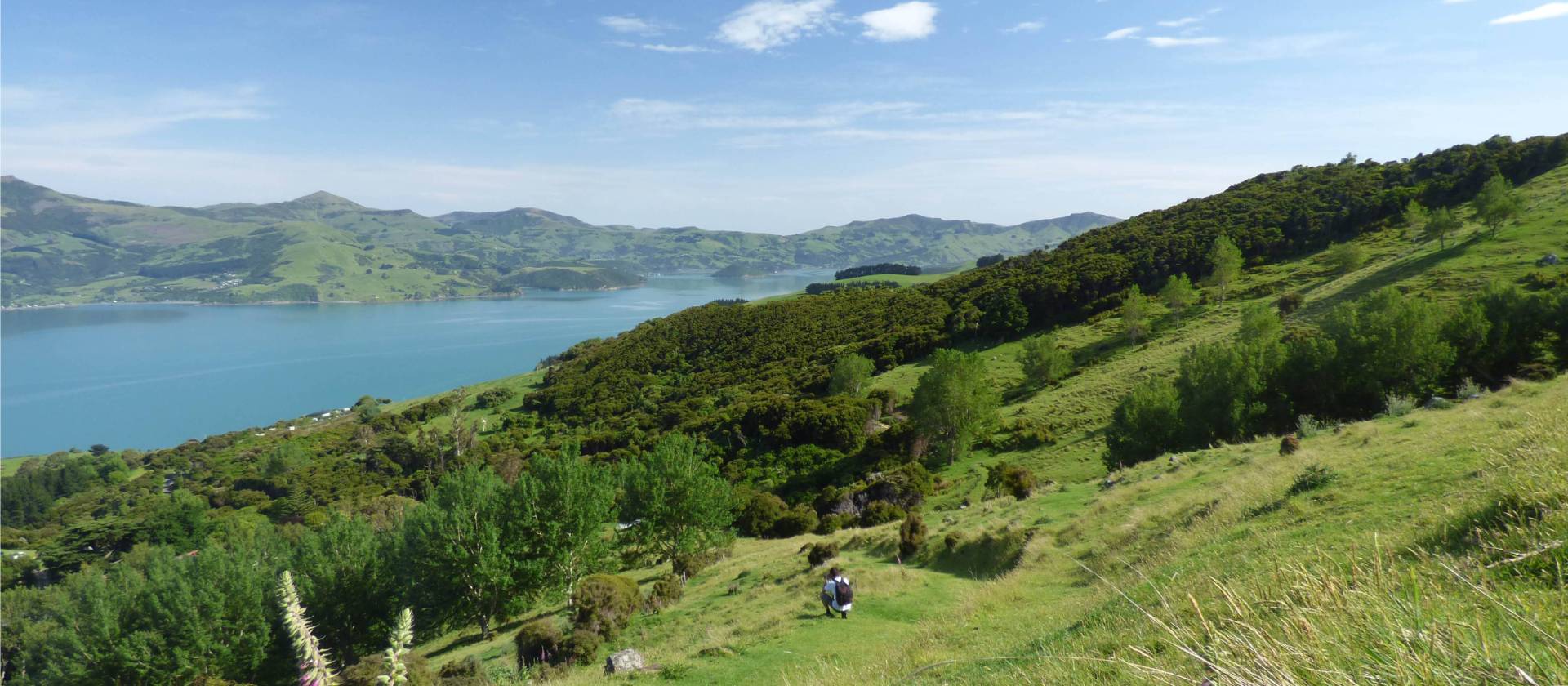 First stretch of the trail from Onuku Farm heading onto the Banks Peninsula Hike | Janet Oldham