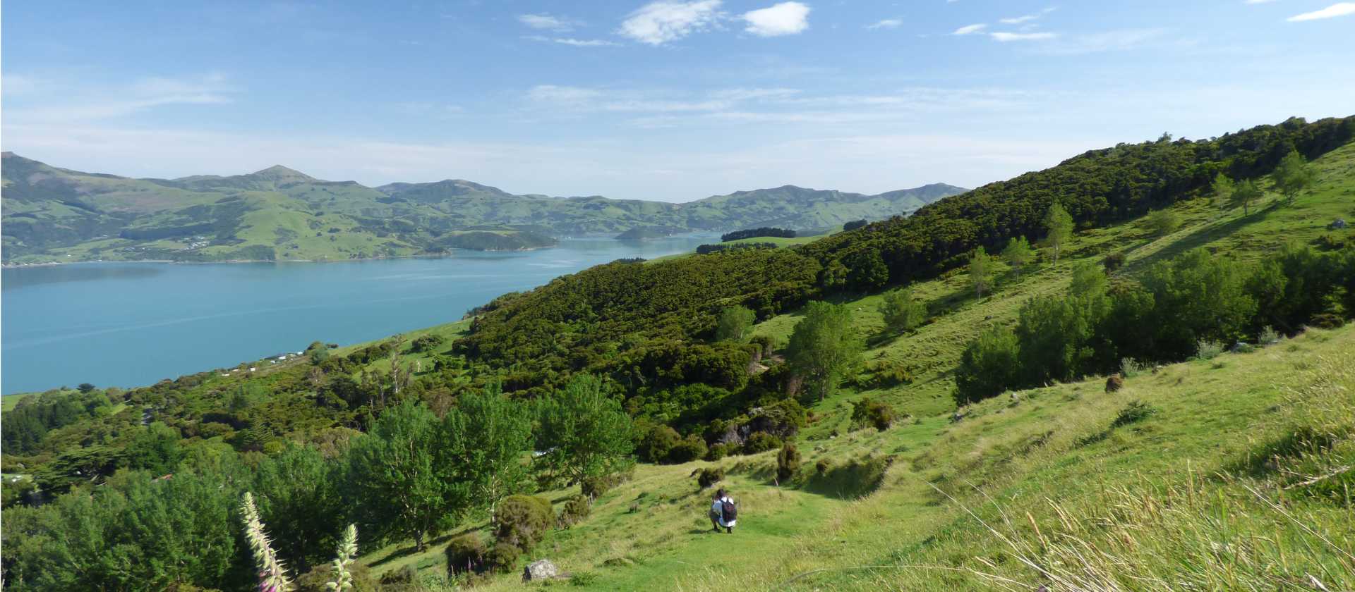 First stretch of the trail from Onuku Farm heading onto the Banks Peninsula Hike | Janet Oldham