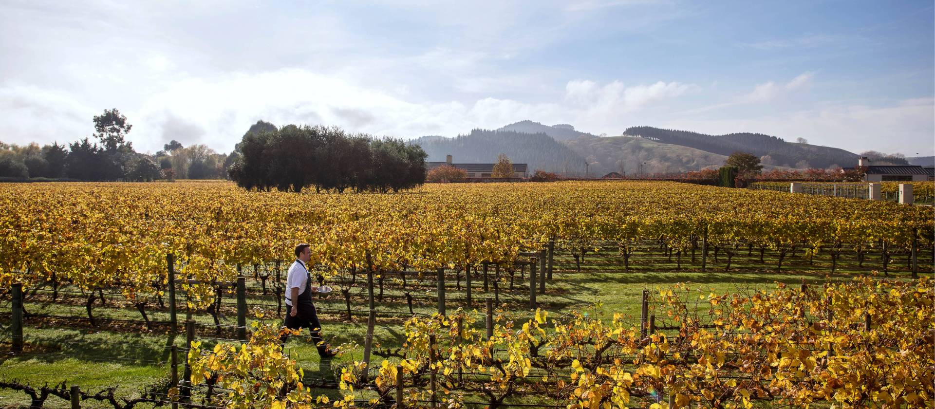 Enjoy exploring the wineries in Hawkes Bay | Matt Crawford