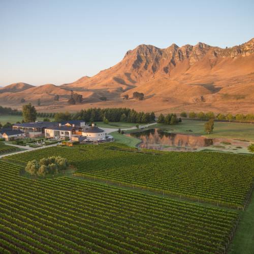 Wild expanses of vineyards can be seen as we cycle through the region of Havelock North