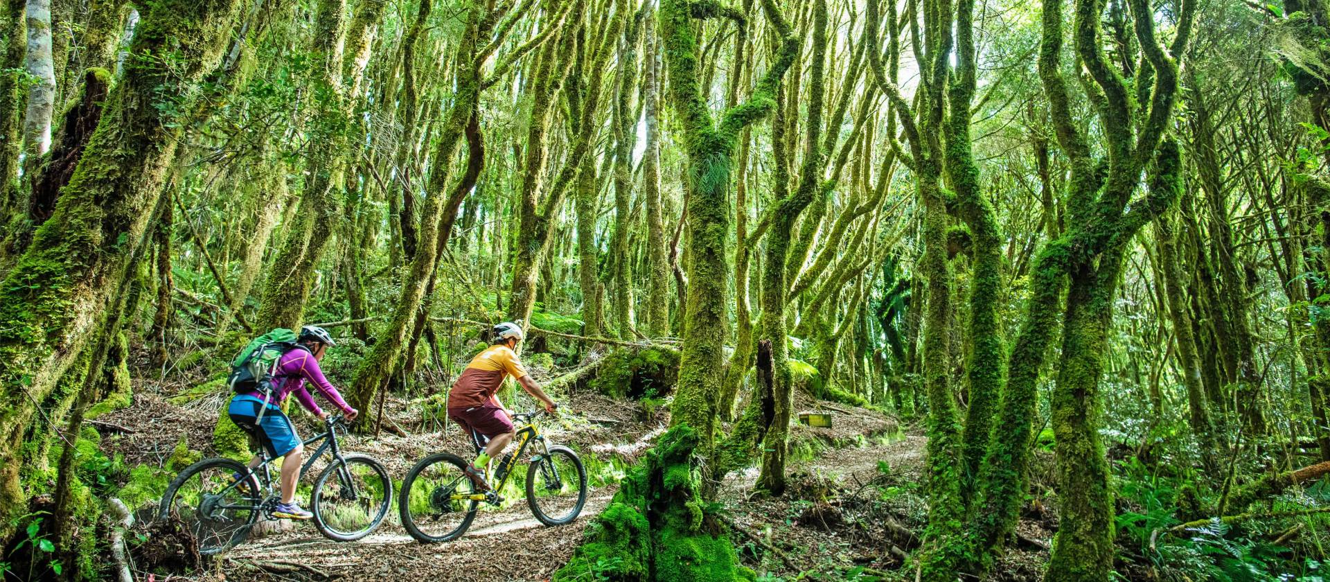 Cycling through spiralling forest on the Timber Trail | StudioZag.com