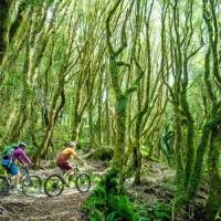 Cycling through spiralling forest on the Timber Trail | StudioZag.com