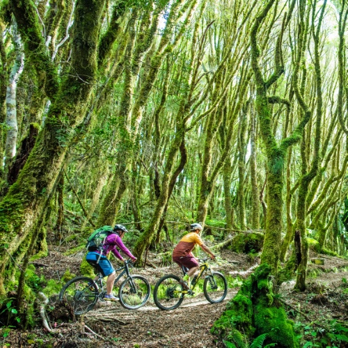 Cycling through spiralling forest on the Timber Trail
