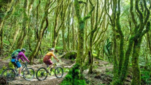 Cycling through spiralling forest on the Timber Trail | StudioZag.com