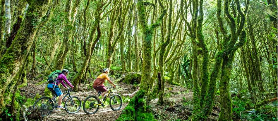 Timber Trail and Waikato Cycling Holiday North Island Bike Trips