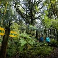 Riders enjoying their time cycling along the Timber Trail | Timber Trail Lodge
