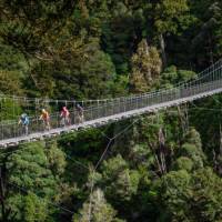 Fully immerse yourself in North Island native bush. | StudioZag.com