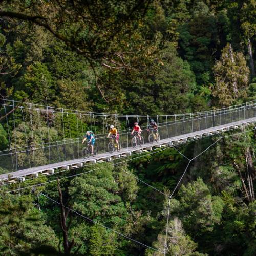 Fully immerse yourself in North Island native bush.