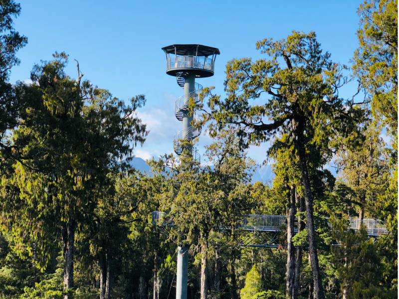 Treetop Walkway |  <i>Lisa Drysdale</i>