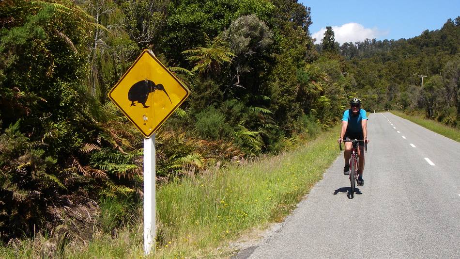 Beware of Kiwis on the West Coast of NZ! |  <i>Sandra Appleby</i>
