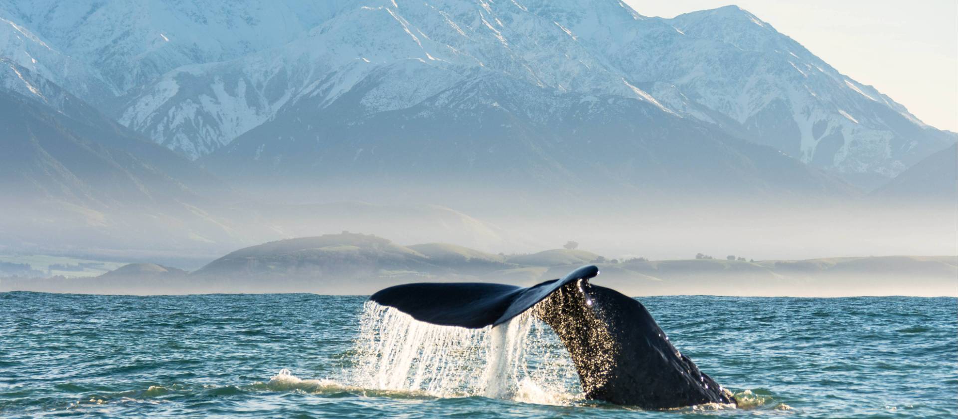 The huge tail of the Giant Sperm Whale at Kaikoura