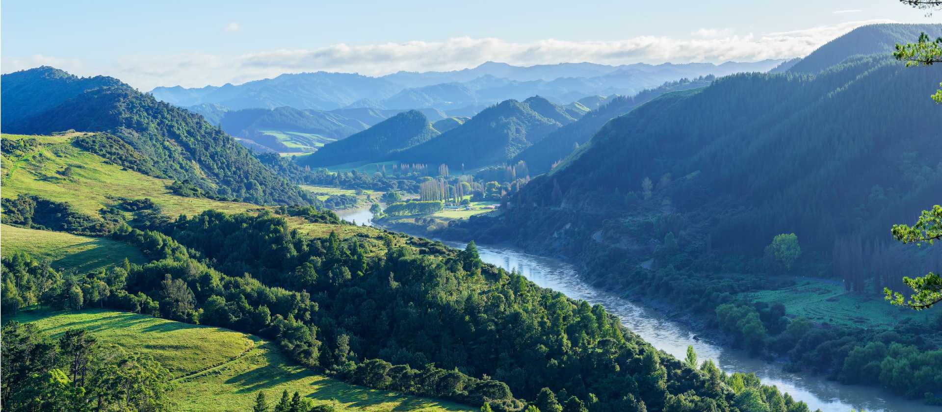 Whanganui Journey looking beautiful and lushes