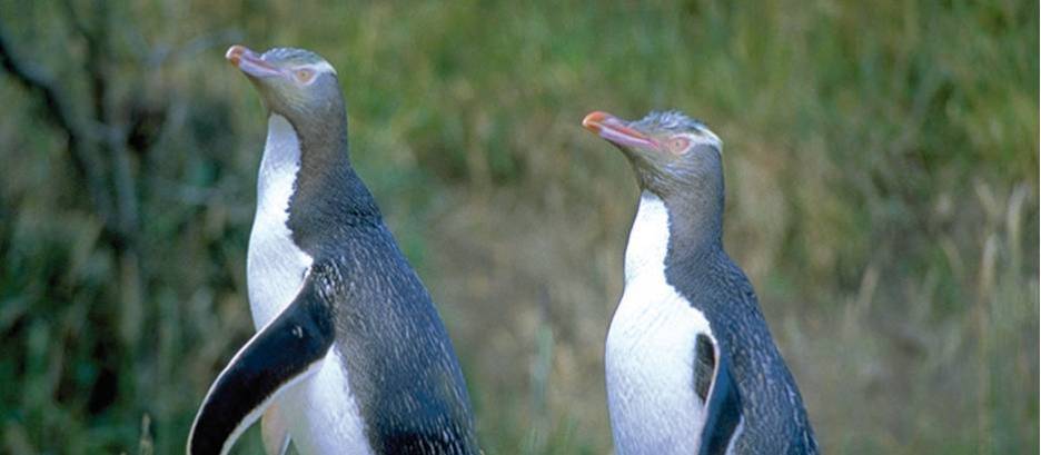 I know I left it around here somewhere!