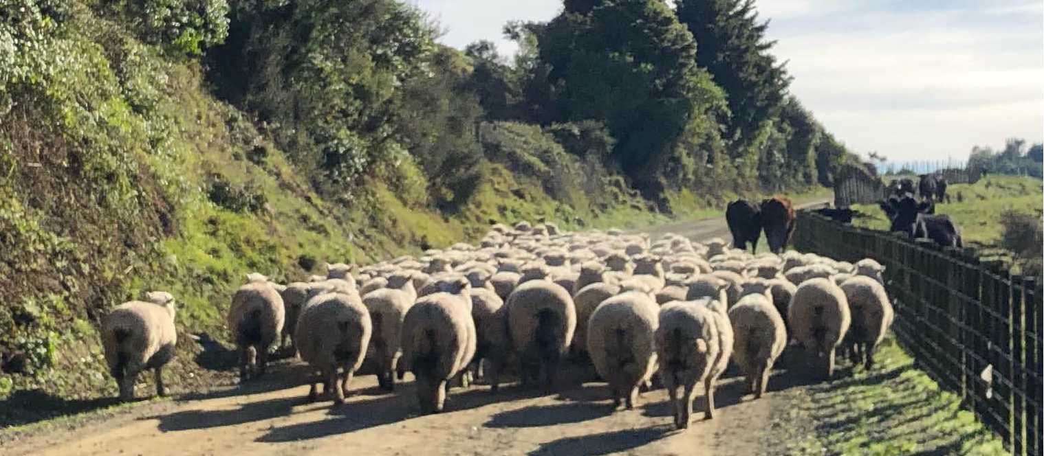 high country farming | Brett Leyden