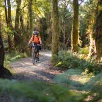 Cycling through lush forest on the West Coast Wilderness Trail | Stephen Roberts