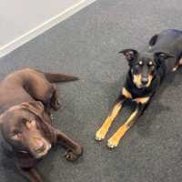 ads dogs