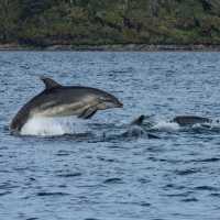 Playful dolphins, Dusky Sound | V Lubrick