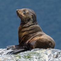 A young New Zealand Fur Seal | <i>K Riedel</i>