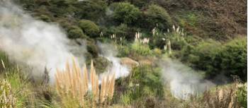 Thermal area in the Waikite Valley | Brett Leyden