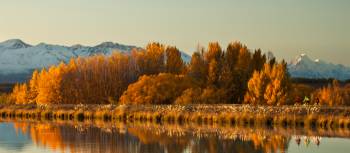 Trees with their autumn colours against the Southern Alps - can you spot the cyclists??? | Colin Monteath